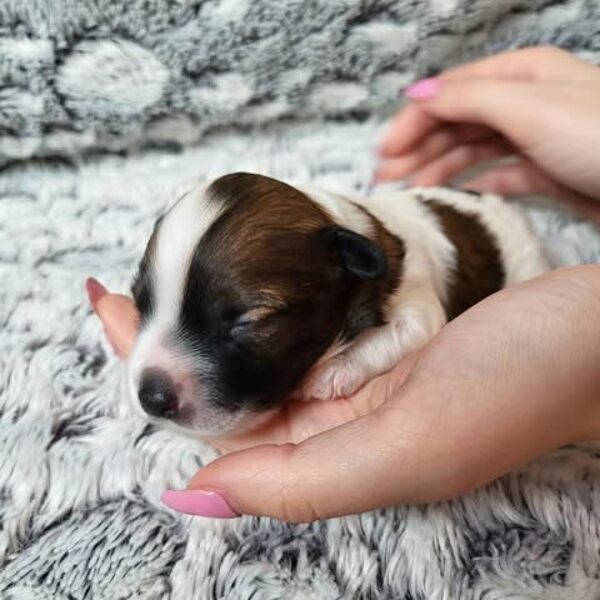 Bailey Calima Elenis
