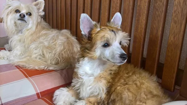Didi