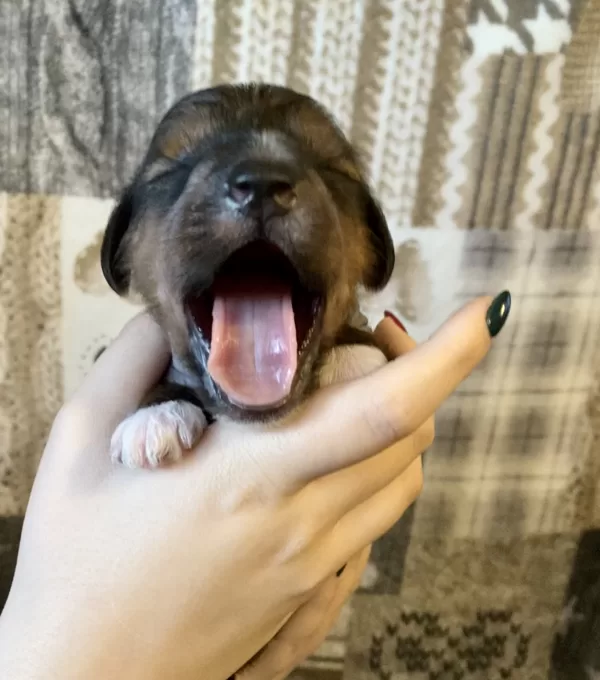 Archie